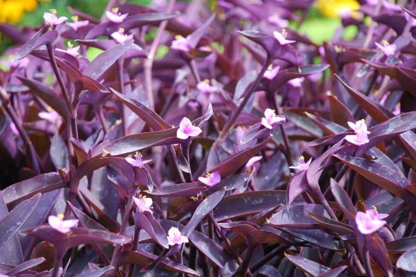Plantes d'ombre d'extérieur - Misère pourpre (Tradescantia pallida)