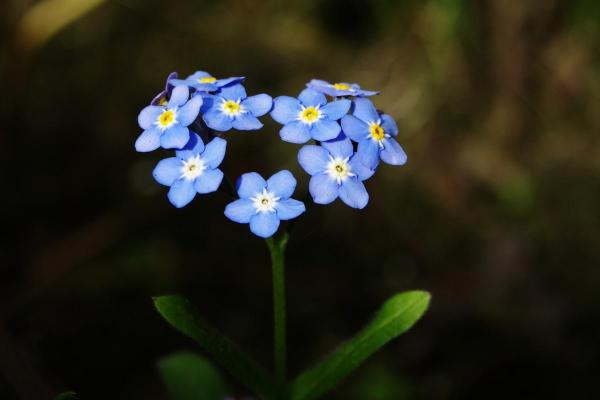 Plantes d'ombre d'extérieur - Ne m'oubliez pas (Myosotis spp.)