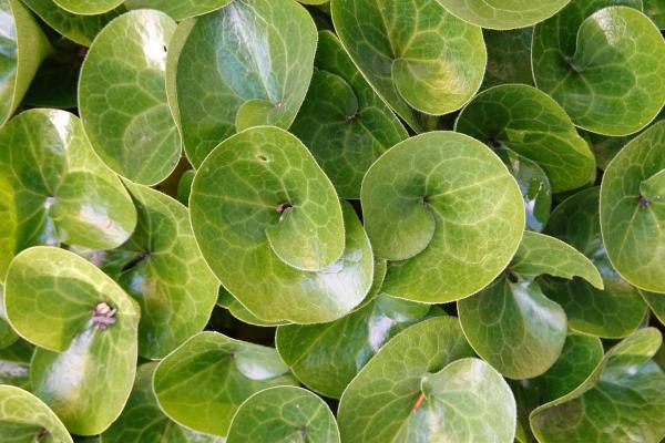 Plantes d'ombre d'extérieur - Oreille d'homme (Asarum europaeum)