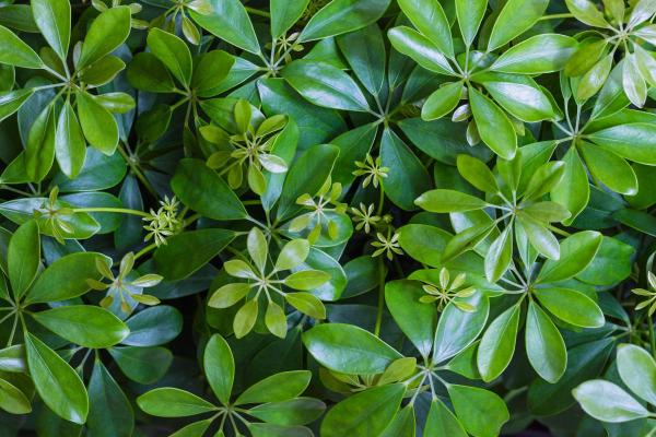 Plantes d'ombre d'extérieur - Plante parapluie (Schefflera actinophylla)