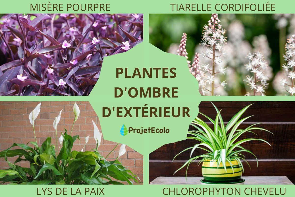 Plantes d'ombre d'extérieur