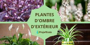 Plantes d'ombre d'extérieur