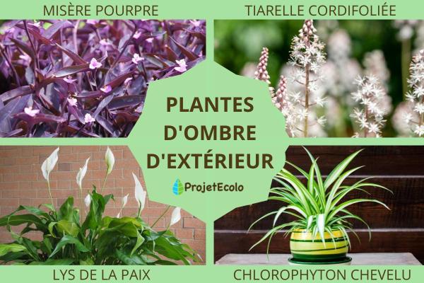 Plantes d'ombre d'extérieur