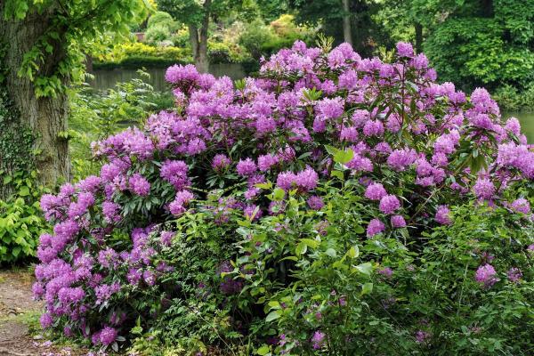 Plantes d'ombre d'extérieur - Rhododendron (Rhododendron spp.)