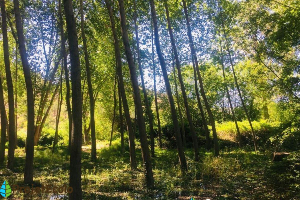 Forêt galerie : Définition, flore et faune