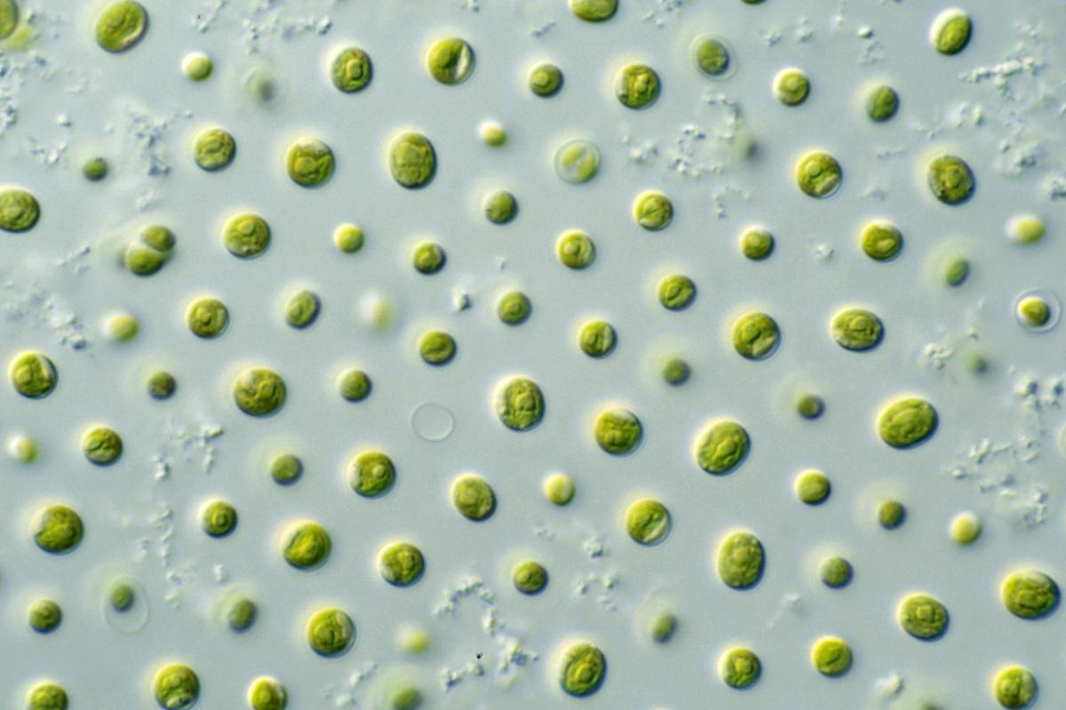 Microalgues : Caractéristiques, espèces et importance