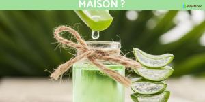 Comment faire du gel d'aloe vera maison ?