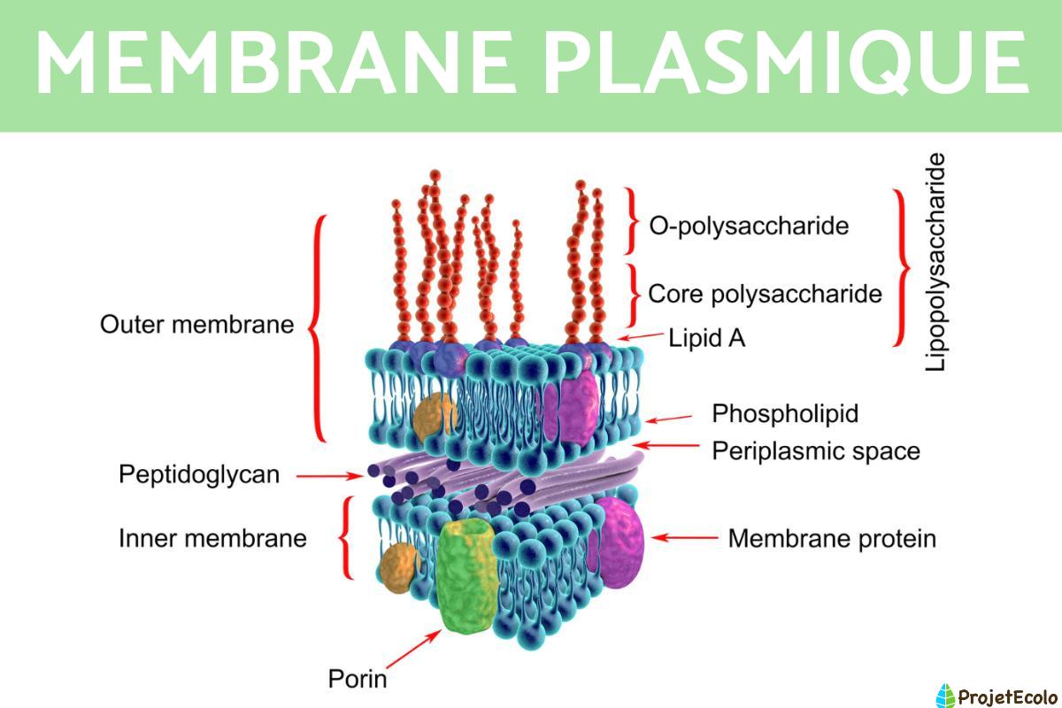 Membrane plasmique : schéma, définition, rôle et structure