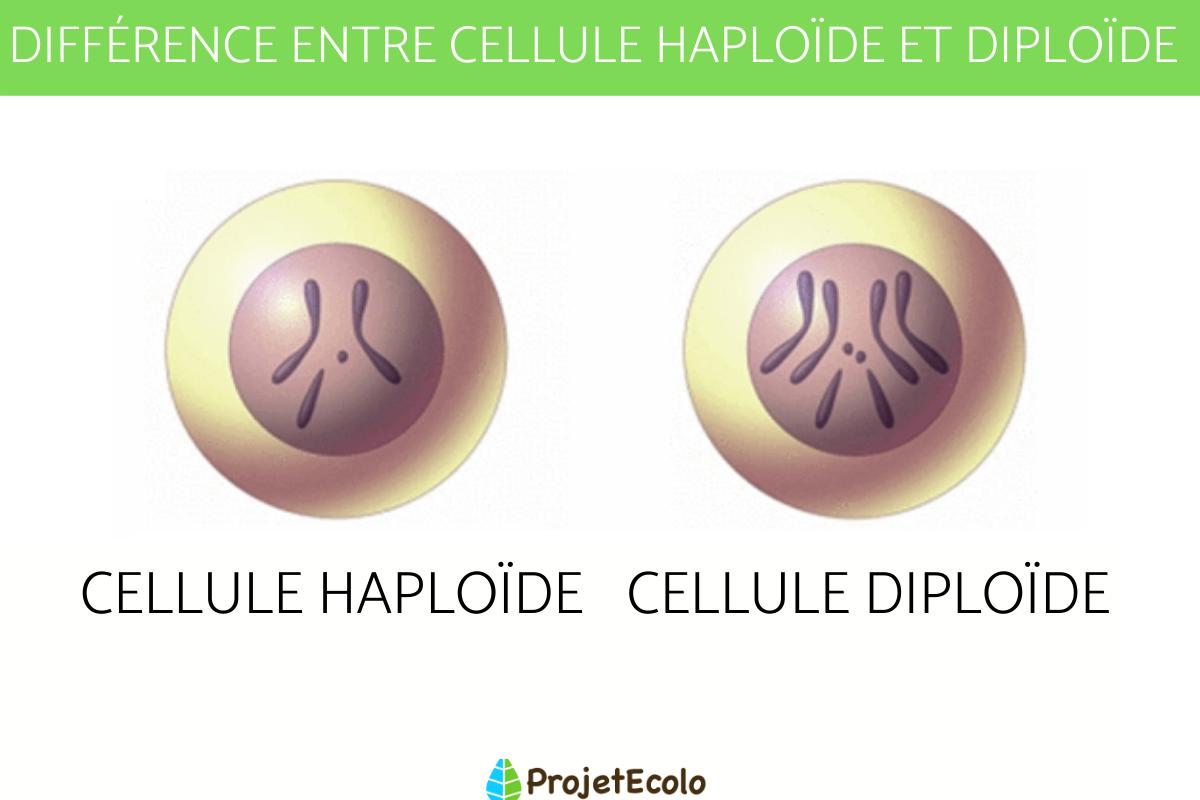 Cellule haploïde et diploïde - Définition et différence avec schéma