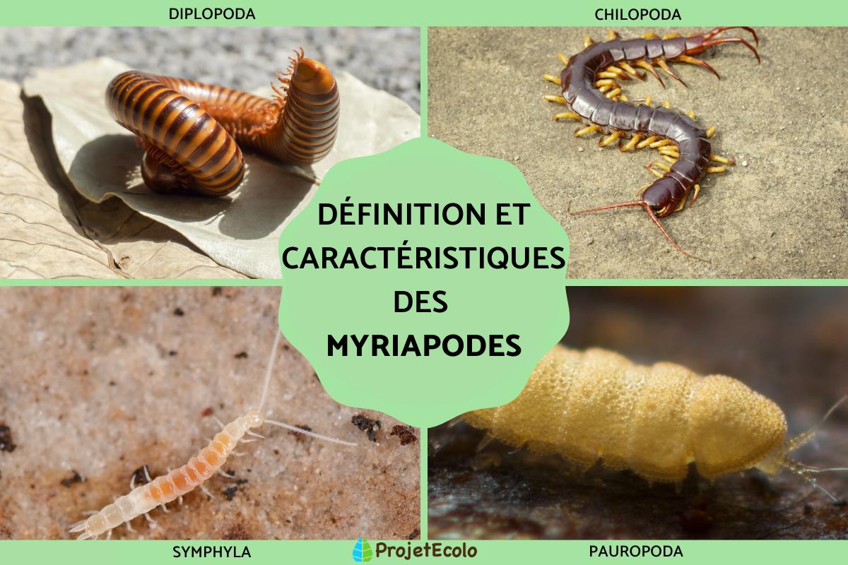 Myriapodes : Définition, caractéristiques et exemples