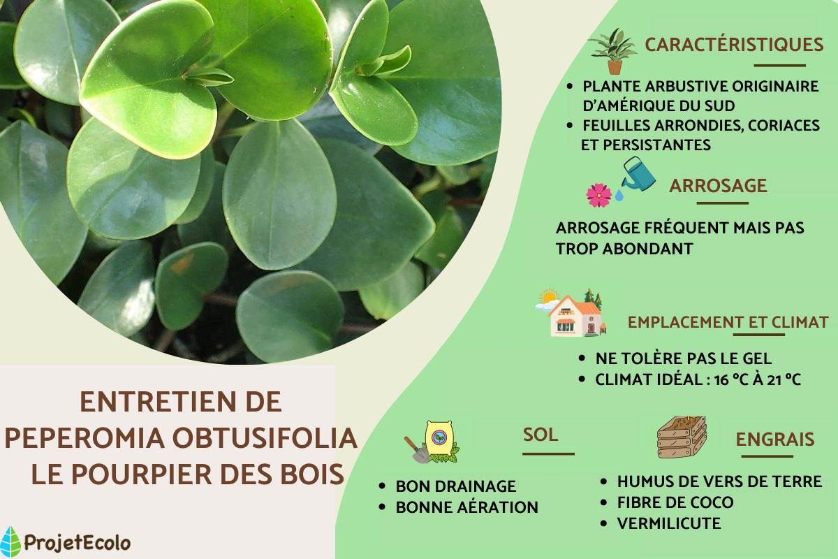 Peperomia obtusifolia ou le pourpier des bois : entretien