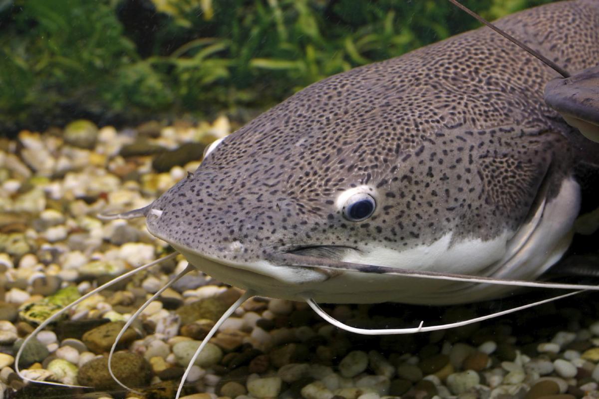Quel est l'animal qui a le plus de dents