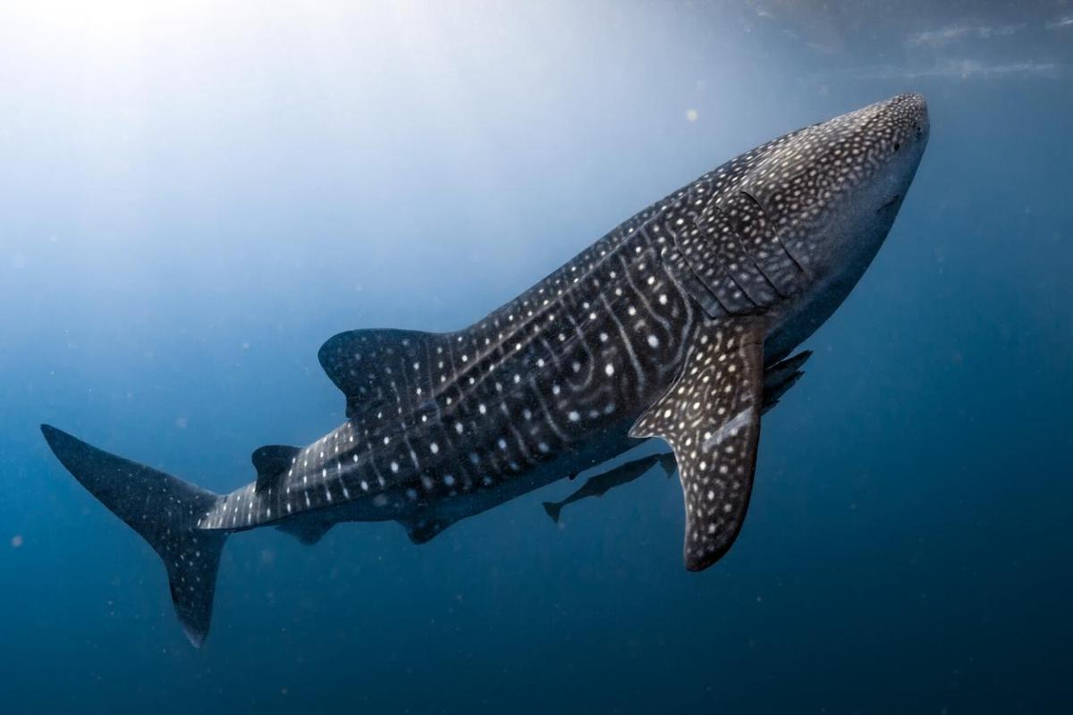 Le requin-baleine est-il en voie de disparition ?