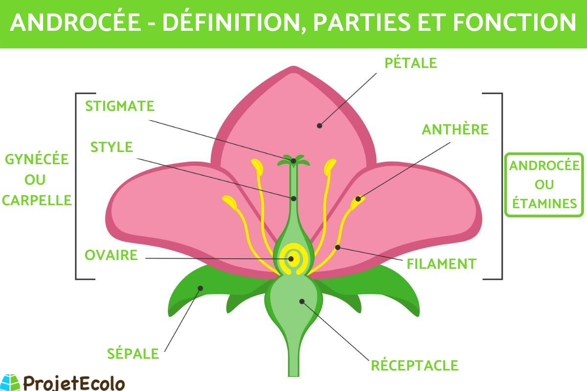 Androcée : Définition, parties et fonction