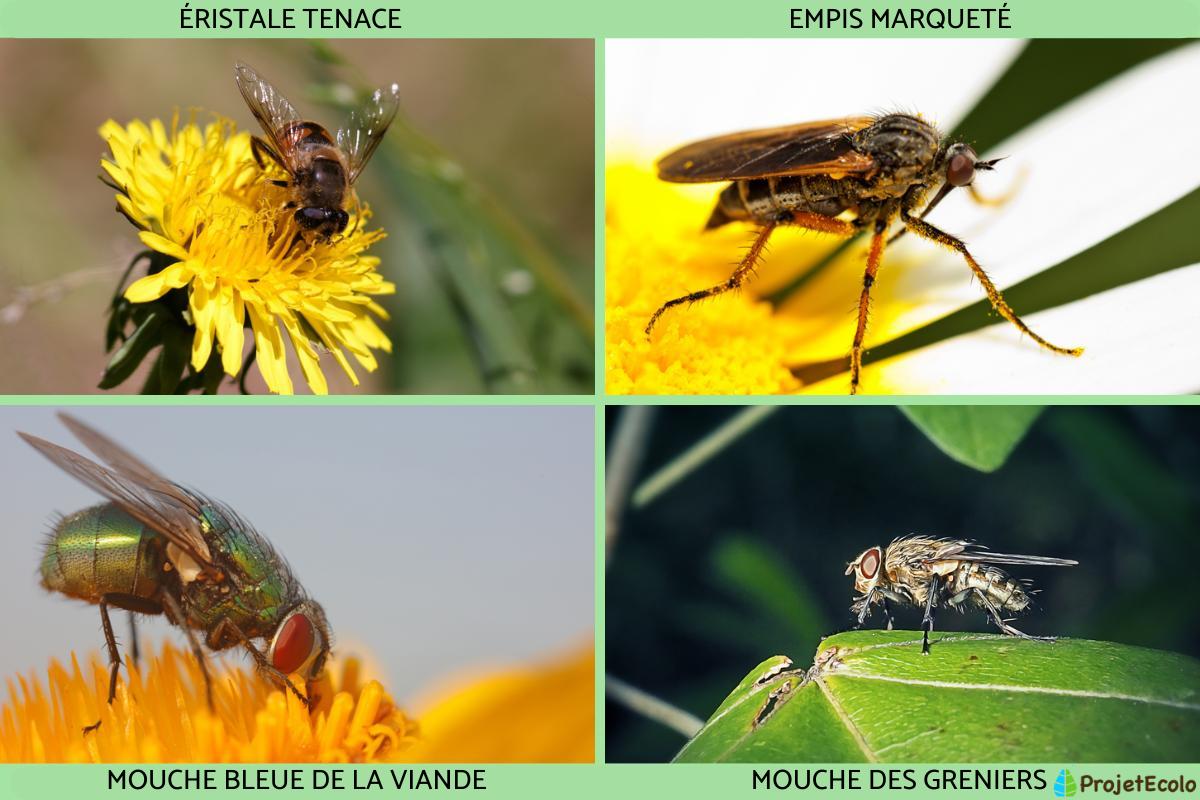 20 TYPES de MOUCHES