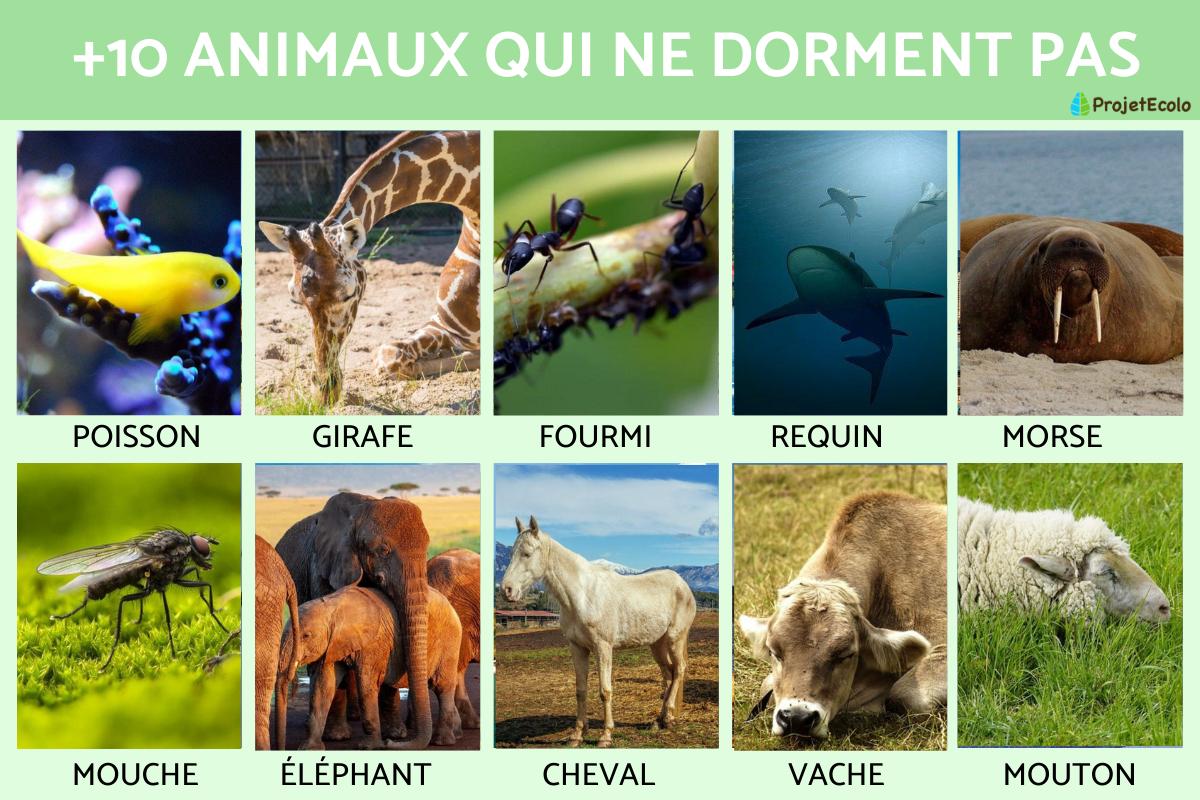 Quel est l'animal qui ne dort pas