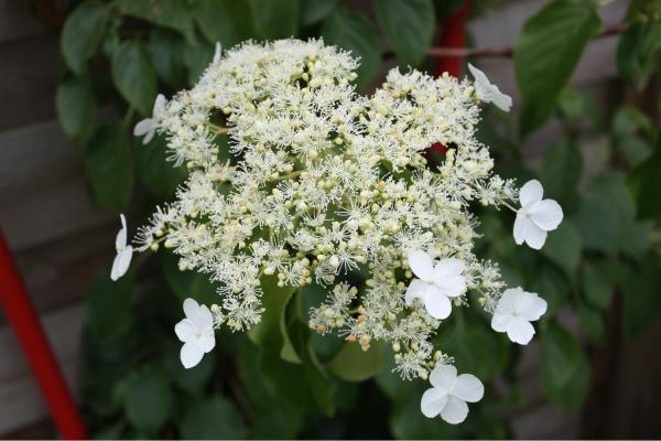 Hortensia grimpant : persistant, exposition et arrosage - Caractéristiques des hortensias grimpants