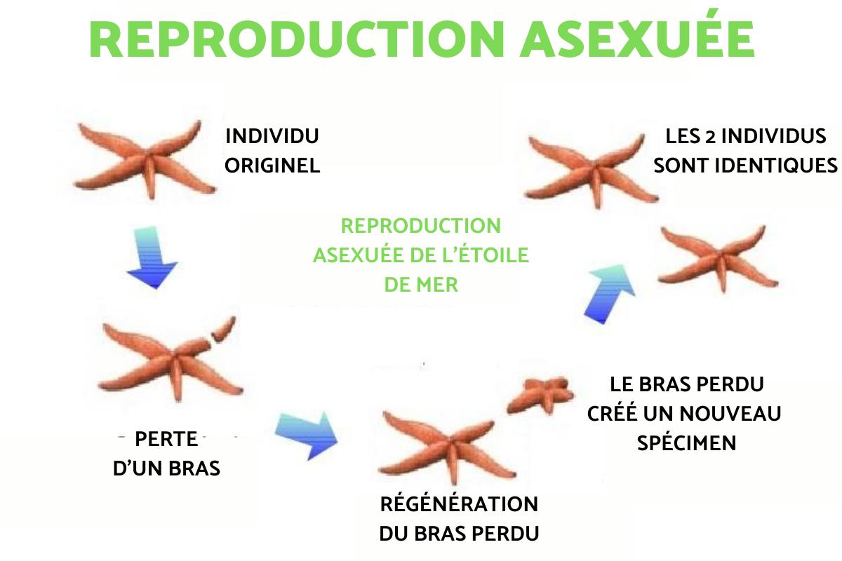 Étoile de mer : caractéristiques reproduction et que mange t elle