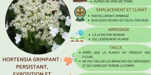 Hortensia grimpant : persistant, exposition et arrosage
