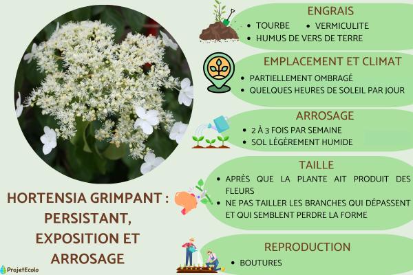 Hortensia grimpant : persistant, exposition et arrosage