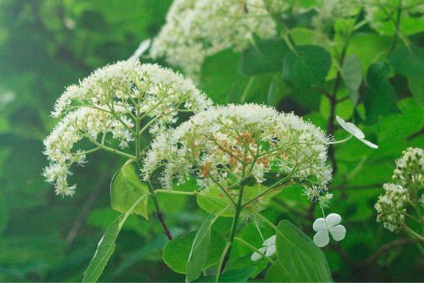 Hortensia grimpant : persistant, exposition et arrosage - Lumière et emplacement pour les hortensias grimpants