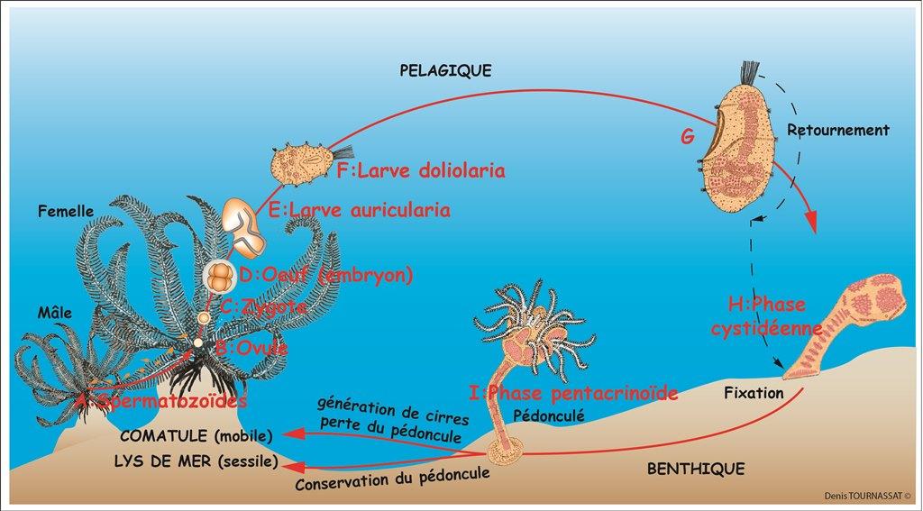 Nappe En Forme D'étoile De Mer Avec Sable Et Coquillages Colorés Sur Le Thème De La Faune Aquatique, Bord élastique, Convient Pour La Restauration Et La Cuisine, Convient Pour Une Table Carrée