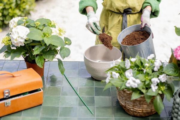 Hortensia grimpant : persistant, exposition et arrosage - Substrat pour hortensia grimpant et engrais