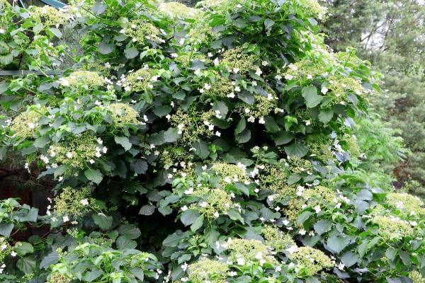 Hortensia grimpant : persistant, exposition et arrosage - Taille des hortensias grimpants