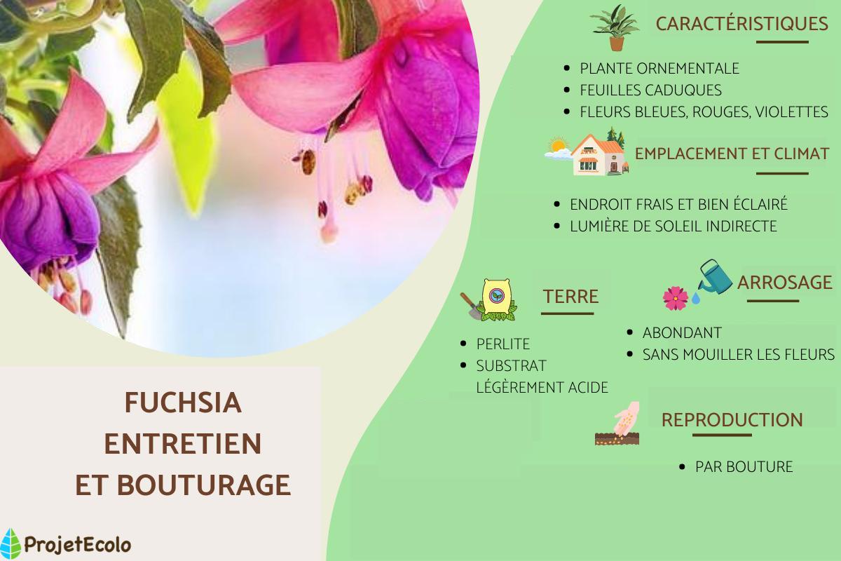 Fuchsia - Entretien et bouturage