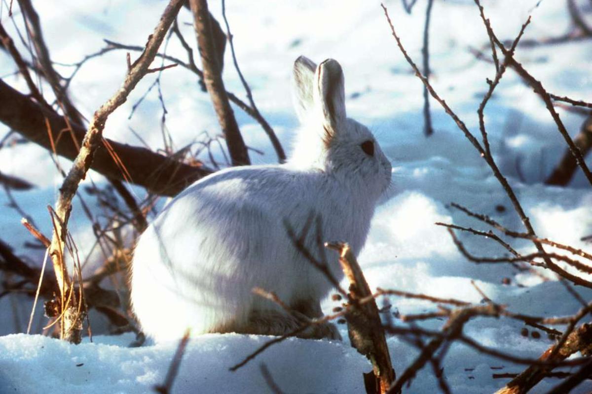 Lièvre arctique : Caractéristiques, habitat et alimentation