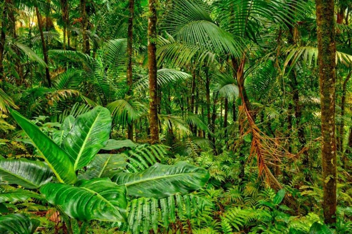 Écosystème des forêts tropicales et ses caractéristiques