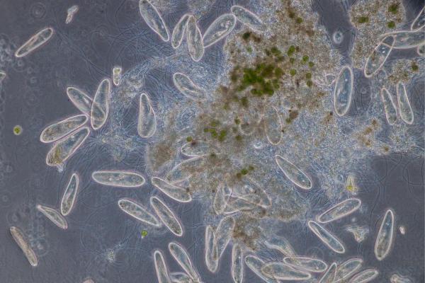 Protozoaires : définition, types et exemples - Reproduction des protozoaires