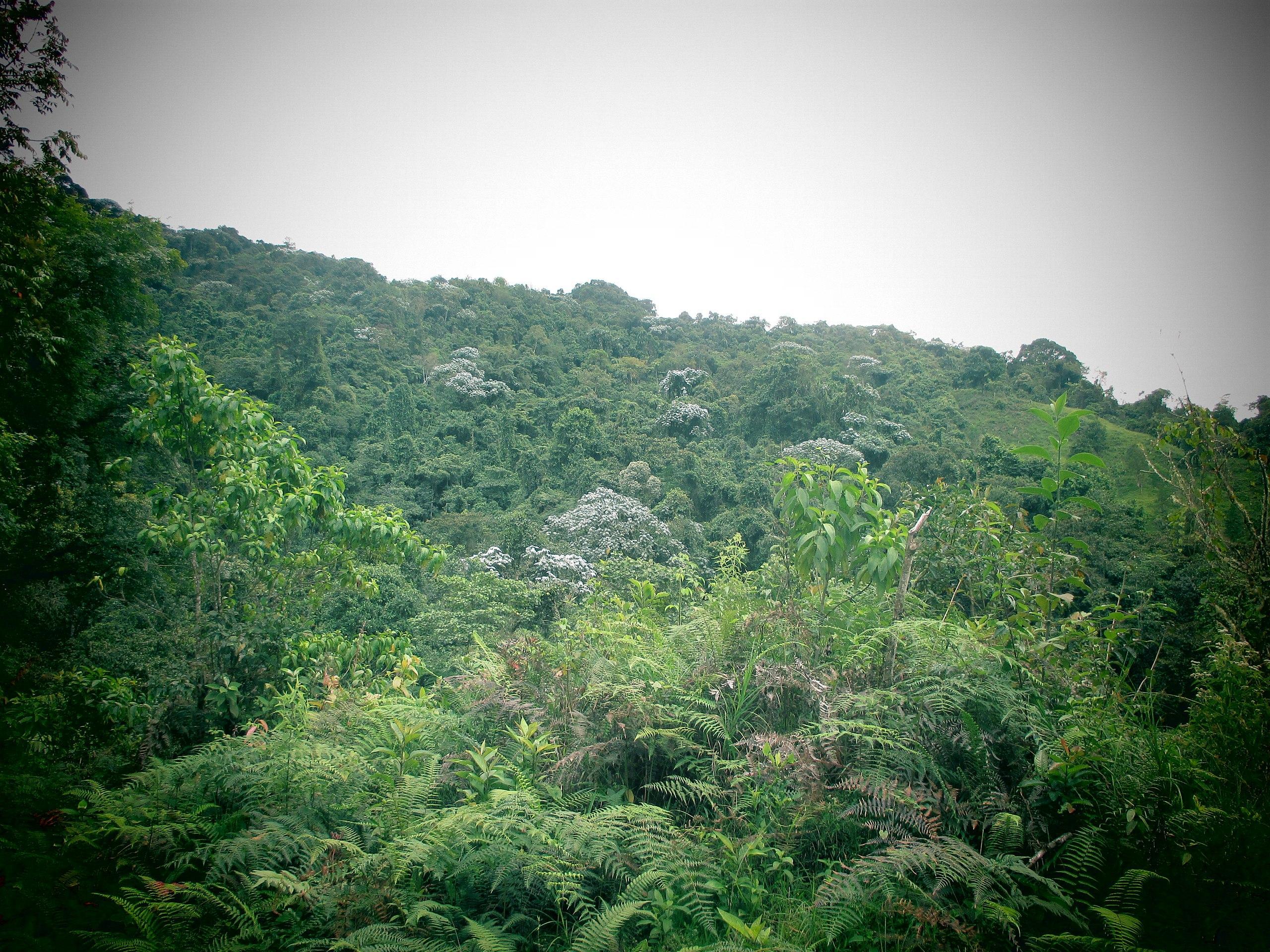 Hotspot de biodiversité Définition, où ils se trouvent et importance