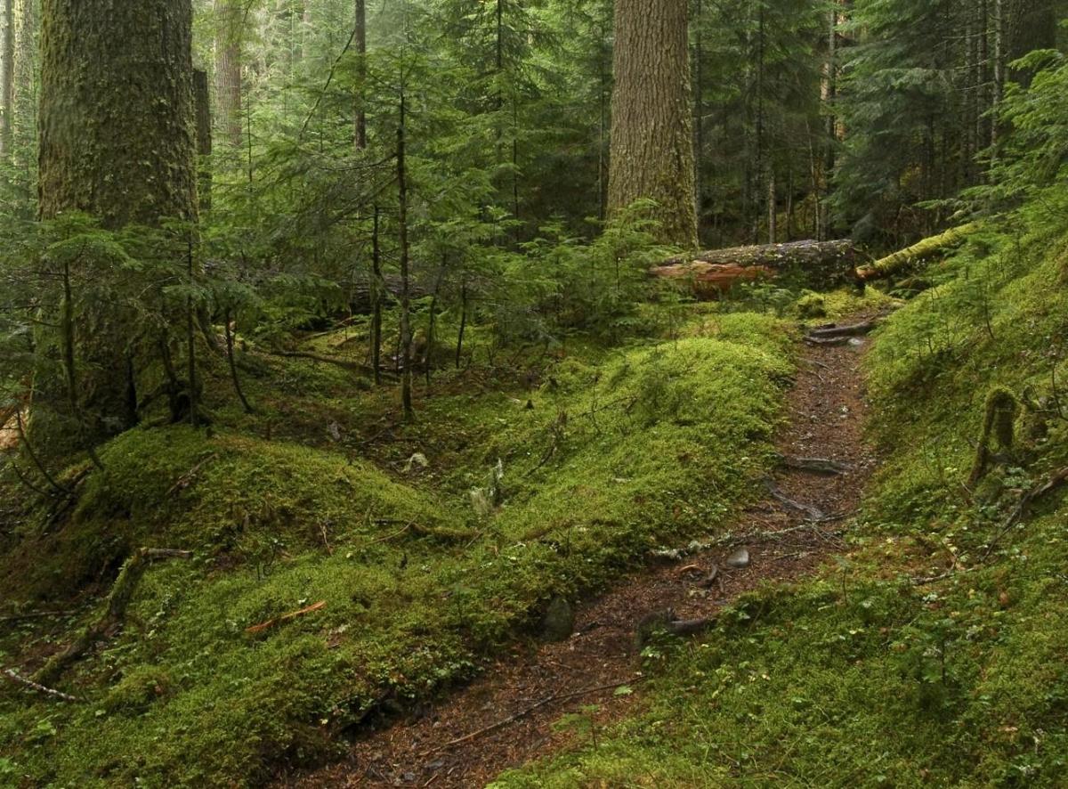 Forêt secondaire : Définition, caractéristiques, flore et faune