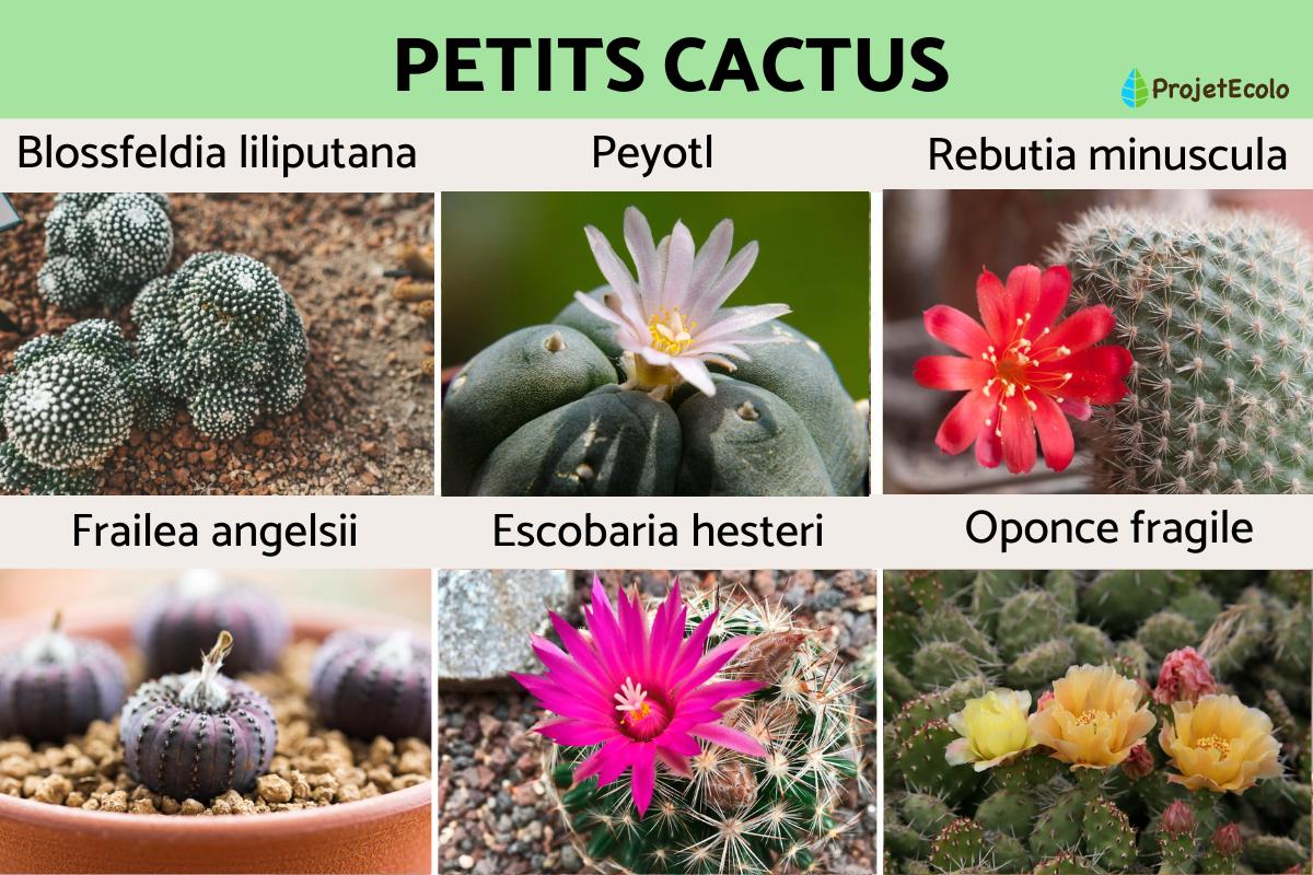 Petits cactus