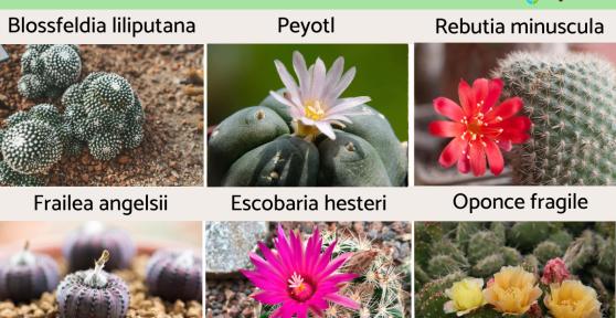 Petits cactus