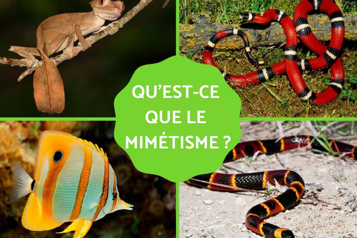 Mimétisme : définition et exemples