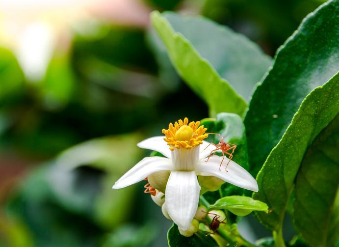 Pourquoi mon CITRONNIER perd ses FLEURS Causes et QUE FAIRE