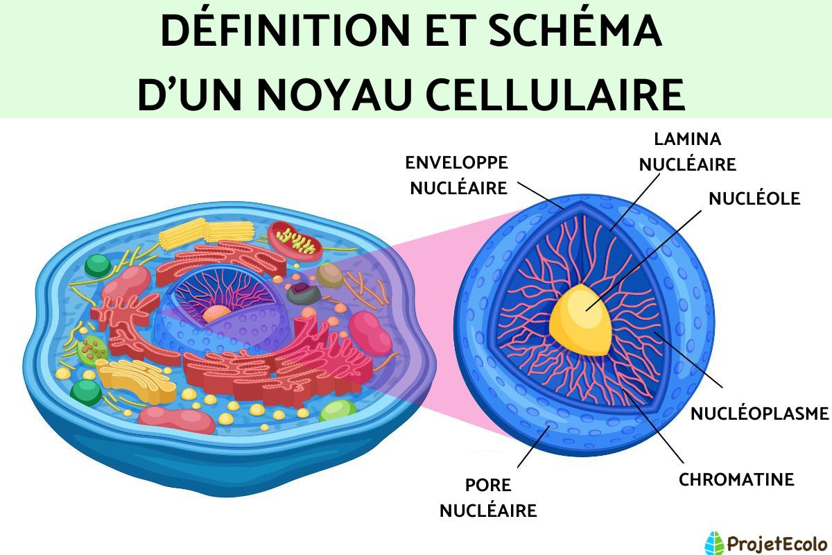 Noyau cellulaire : définition, schéma, caractéristiques, parties et fonction