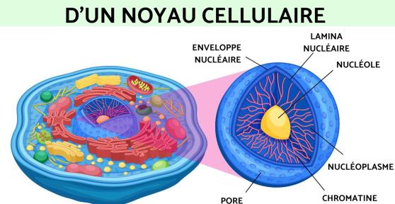 Noyau cellulaire : définition, schéma, caractéristiques, parties et fonction