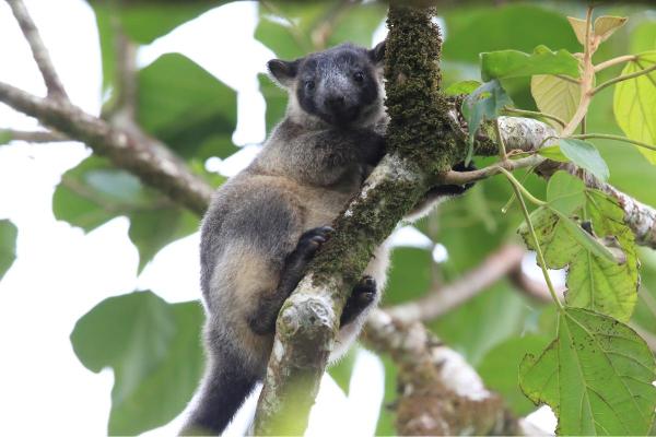 Types de kangourous - Dendrolague de Bennett (Dendrolagus bennettianus)