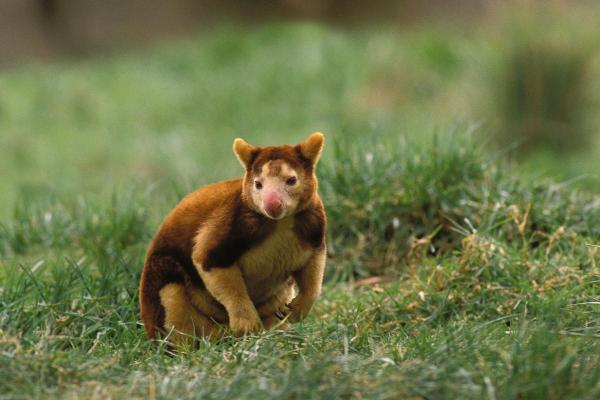 Types de kangourous - Dendrolague de Matschie (Dendrolagus matschiei)
