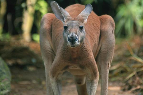 Types de kangourous - Kangourou antilope (Osphranter antilopinus)