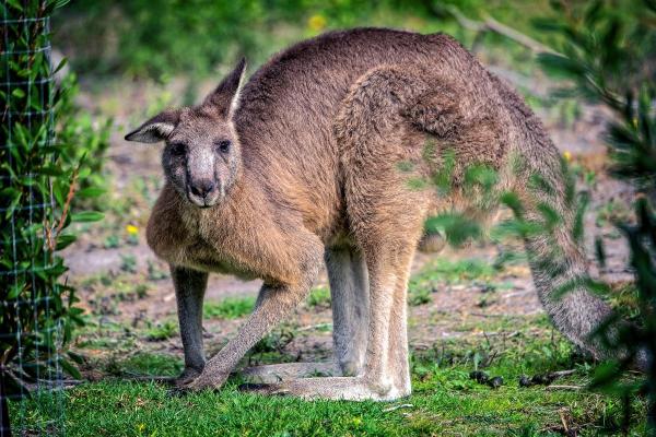 Types de kangourous - Kangourou géant (Macropus giganteus)