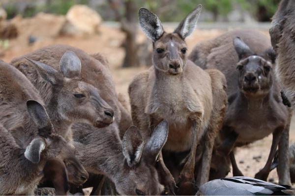 Types de kangourous - Kangourou gris (Macropus fuliginosus)
