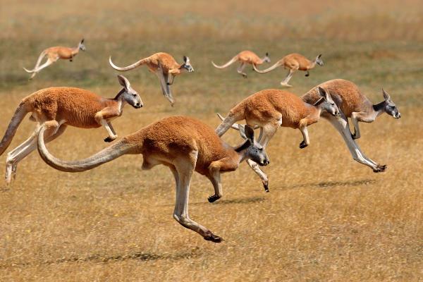 Types de kangourous - Kangourou roux (Osphranter rufus)