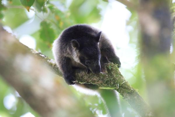Types de kangourous - Tenkile (Dendrolagus scottae)