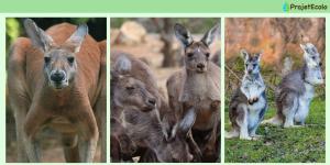 Types de kangourous