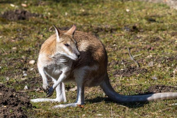 Types de kangourous - Wallaby agile (Macropus agilis)