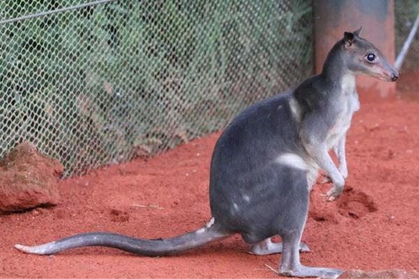 Types de kangourous - Wallaby forestier de l'île de Goodenough (Dorcopsis atrata)